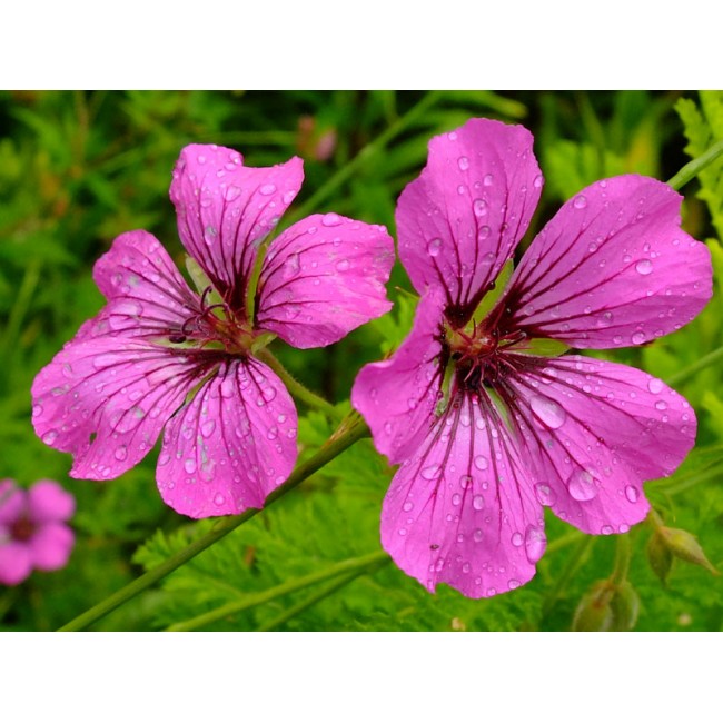 the geranium and judgment day essay the geranium and judgment day essay