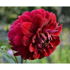 Георгина Декоративная Олл Дайрекшнз