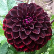 Георгина Декоративная Синиорс Даркнесс Георгина Декоративная Синиорс Даркнесс