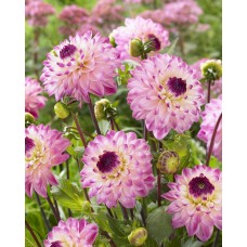 Георгина Декоративная Синиорс Криэйшн Георгина Декоративная Синиорс Криэйшн