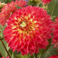 Георгина Декоративная Файрпот Георгина Декоративная Файрпот