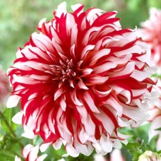 Георгина Декоративная Шорт-Трек Георгина Декоративная Шорт-Трек