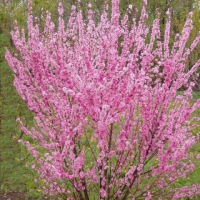 Миндаль трехлопастной Ладислава Миндаль трехлопастной Ладислава