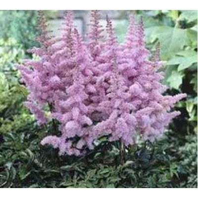 Астильба Арендса Гиацинт