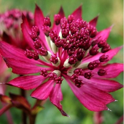 Астранция крупная Руби Веддинг