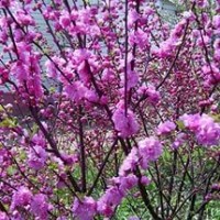 Миндаль трехлопастной Раскрасавица Миндаль трехлопастной Раскрасавица