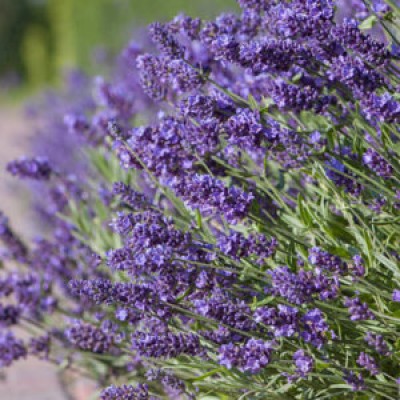 Лаванда узколистная Элеганс Пёпл Лаванда узколистная Элеганс Пёпл