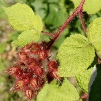 Малина трехцветная (Ежевика китайская)