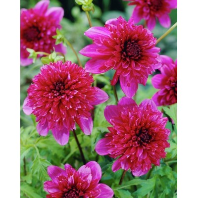 Георгина Анемоновидная Ричардс Форчун