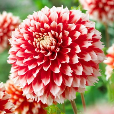 Георгина Бахромчатая Ноэль Георгина Бахромчатая Ноэль