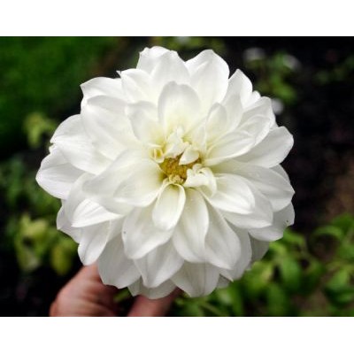 Георгина Декоративная Биг Хейлстоун