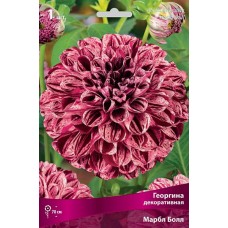 Георгина шаровидная Марбл Болл Георгина шаровидная Марбл Болл