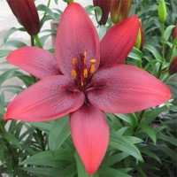 Лилия азиатская Ройал Кисс Лилия азиатская Ройал Кисс