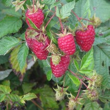 Малина традиционная Красная королева