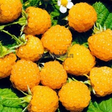 Малина ремонтантная Светлячок