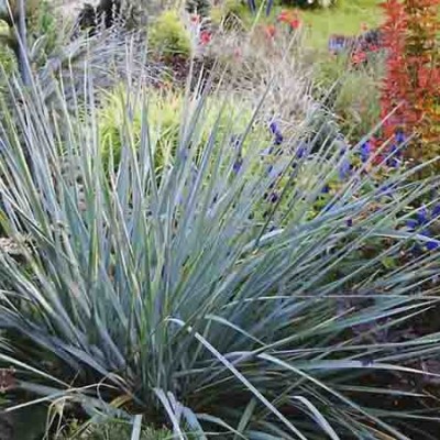 Колосняк  песчаный Глаука