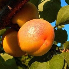 Абрикос Хабаровский Юбилейный