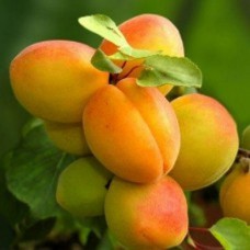 Абрикос Сеянец Орловчанин