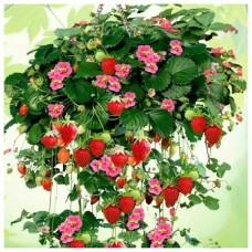 Земляника садовая Тоскана F1 Земляника садовая Тоскана F1