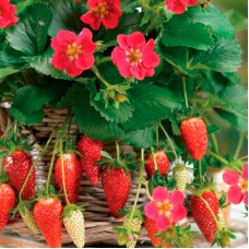 Земляника садовая Тристан F1 Земляника садовая Тристан F1