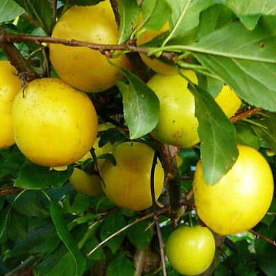 Слива русская (Алыча) Мара