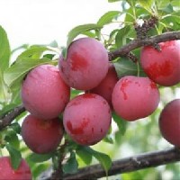 Слива русская (Алыча) Несмеяна