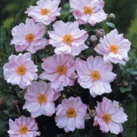 Анемона гибридная Лорелай Анемона гибридная Лорелай