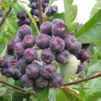 Сорбарония Мичурина Сорбарония Мичурина