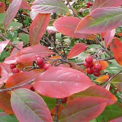 Арония древовидная Бриллиант