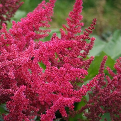 Астильба Арендса Эльза Шлук