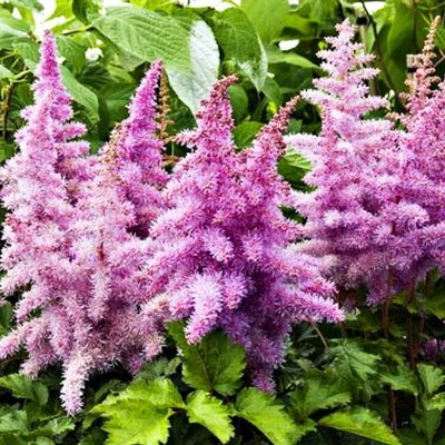 Астильба китайская Харт энд Соул Астильба китайская Харт энд Соул