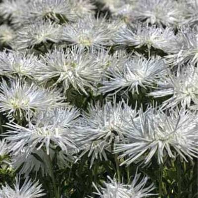 Астра низкорослая Белая