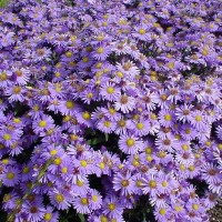 Астра кустарниковая Профессор Антон Киппенберг Астра кустарниковая Профессор Антон Киппенберг