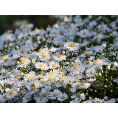 Астра кустарниковая Аполло Астра кустарниковая Аполло