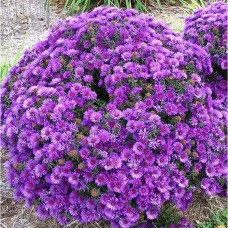 Астра новоанглийская Пёпл Доум