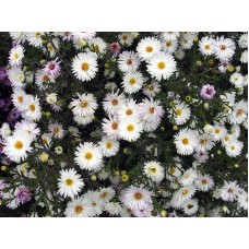 Астра новобельгийская Гербст Вундер