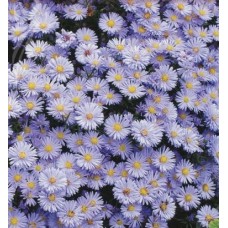 Астра новобельгийская Глуар де Кронштат