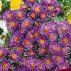 Астра новобельгийская Констанс