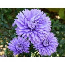 Астра новобельгийская Мари Баллард