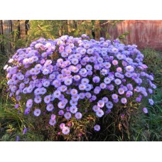 Астра новобельгийская Октоберфест