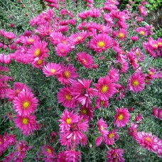 Астра новобельгийская Ройял Руби