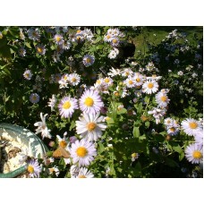 Астра новобельгийская Сэм Бенхем