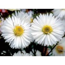 Астра новобельгийская Вайт Ледиз