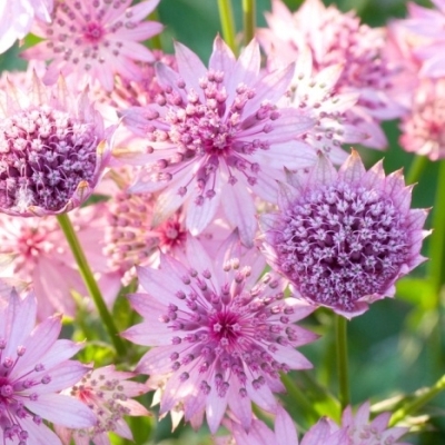 Астранция наибольшая Розея Астранция наибольшая Розея