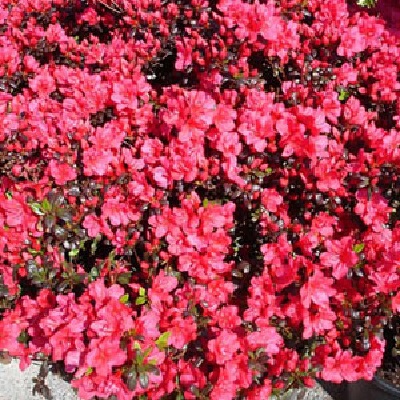 Азалия японская Марушка