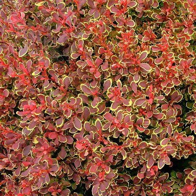 Барбарис Тунберга Голден Руби