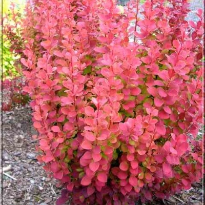 Барбарис Тунберга Коралл