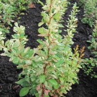 Барбарис Тунберга Сильвер Пилар