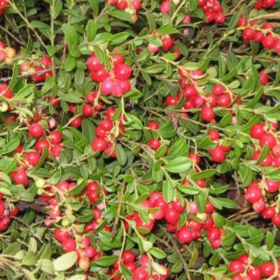 Брусника Руно Билявски Брусника Руно Билявски