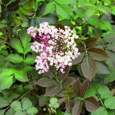 Бузина черная Гинчо Пёпл